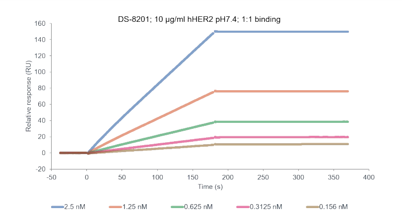 DS8201 binding with hHER2.png DS8201 binding with hHER2.png